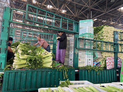 菜價波動后逐漸回落,如何拎穩(wěn) 菜籃子